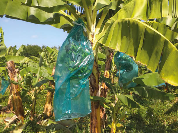 Housses banane - polyéthylène