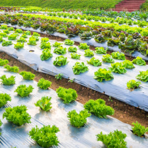 Es gibt keinen fortgeschrittenen Agrarfilm