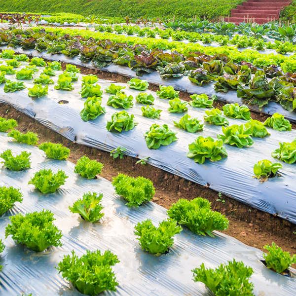 Es gibt keinen fortgeschrittenen Agrarfilm