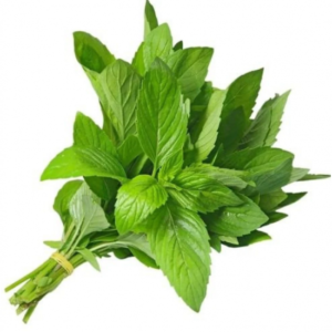 ملوخيه ورق