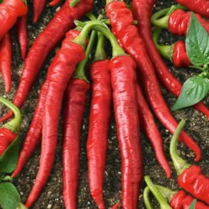 Cayenne Dragon Pepper
