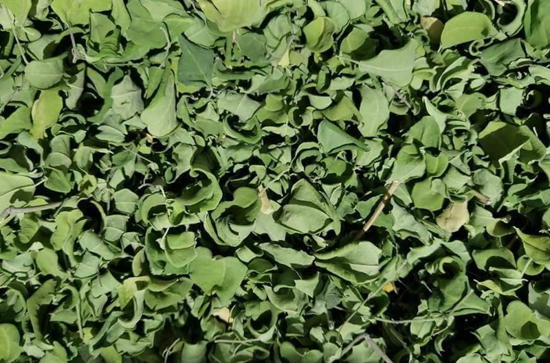 Moringa