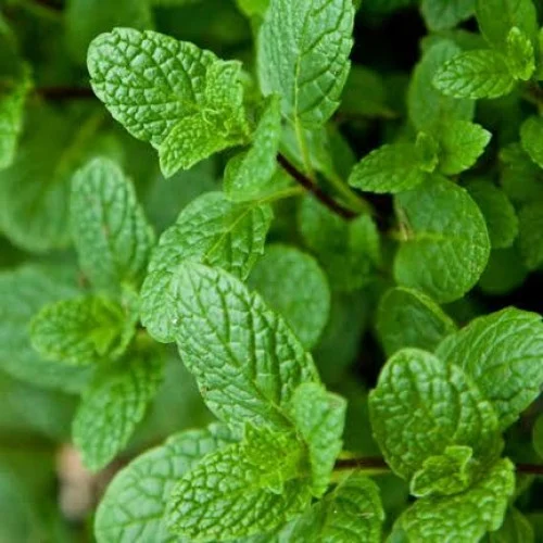 My country's mint